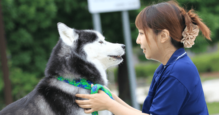 ドッグトレーナー（犬の訓練士）はどんな仕事？